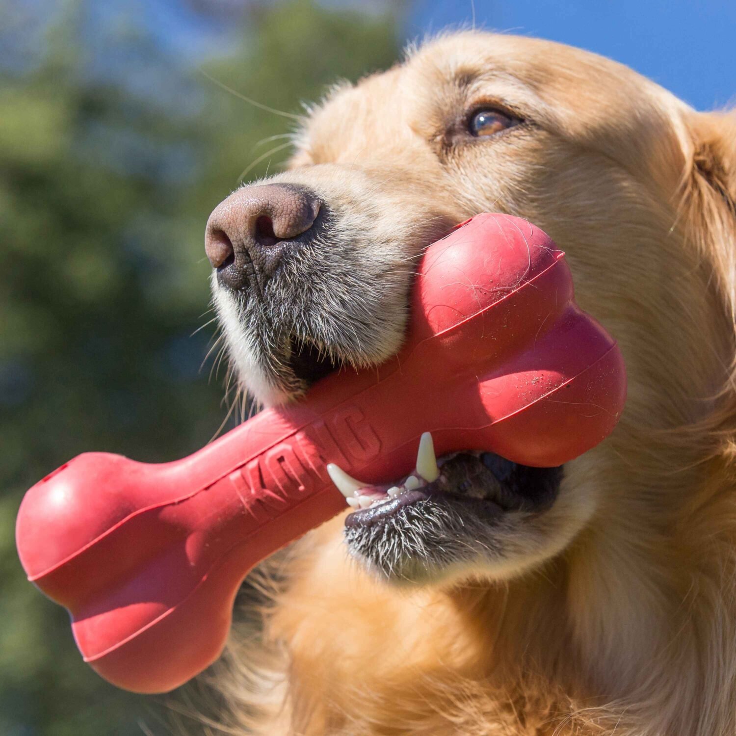 KONG Goodie Bone - Fun Dog Toy | Waxhaw Downtown Pawz