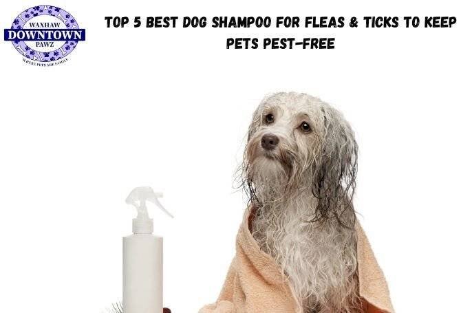 Best Dog Shampoo for Fleas & Ticks