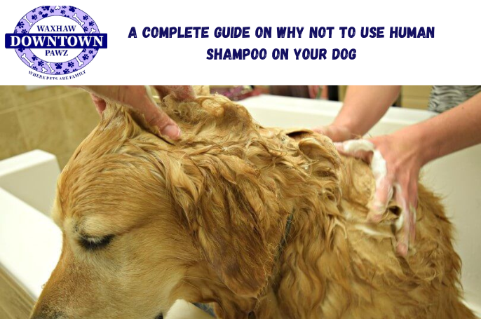 dog shampoo