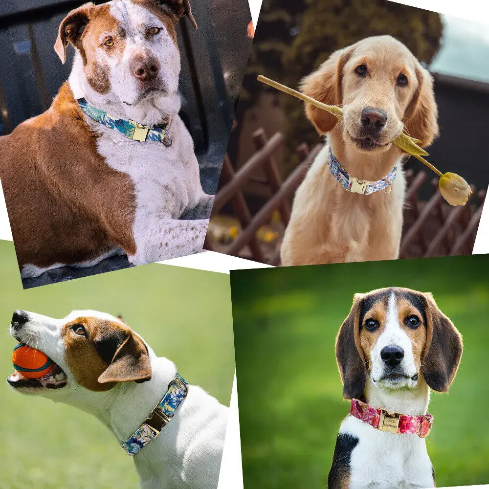 fancy dog collars